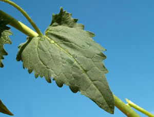 Lunaria rediviva (click per ingrandire l'immagine)