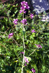 Lunaria rediviva (click per ingrandire l'immagine)