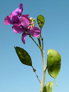 Lunaria rediviva (click per ingrandire l'immagine)