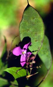 Lunaria rediviva (click per ingrandire l'immagine)