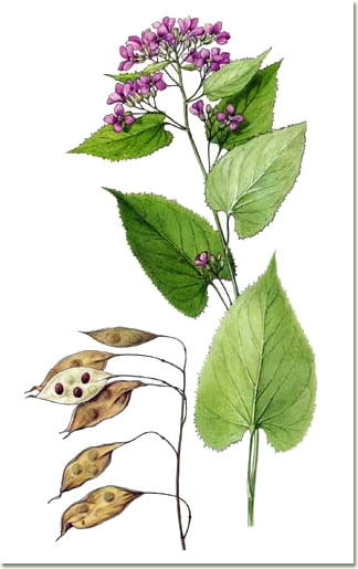 Lunaria rediviva