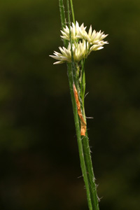Luzula nivea (click per ingrandire l'immagine)