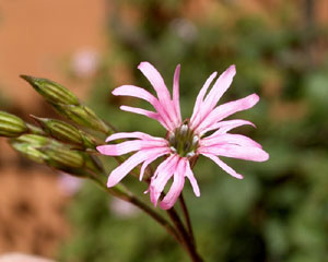 Lychnis flos cuculi (click per ingrandire l'immagine)