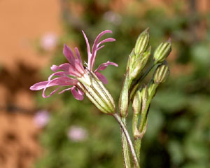 Lychnis flos cuculi (click per ingrandire l'immagine)