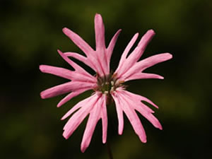 Lychnis flos cuculi (click per ingrandire l'immagine)