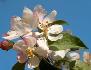 Malus domestica (click per ingrandire l'immagine)