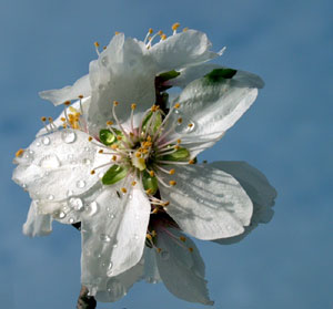 Malus domestica (click per ingrandire l'immagine)