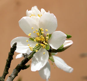 Malus domestica (click per ingrandire l'immagine)