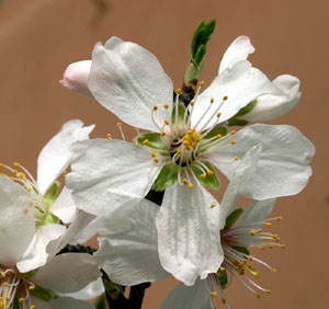 Malus domestica (click per ingrandire l'immagine)