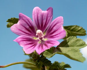 Malva sylvestris (click per ingrandire l'immagine)