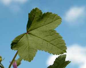 Malva sylvestris (click per ingrandire l'immagine)