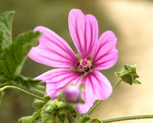 Malva sylvestris (click per ingrandire l'immagine)