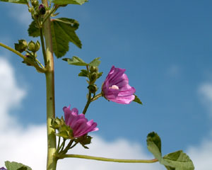 Malva sylvestris (click per ingrandire l'immagine)