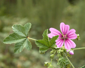 Malva sylvestris (click per ingrandire l'immagine)