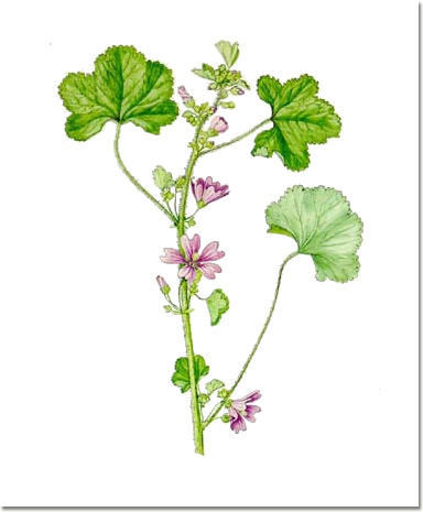 Malva sylvestris