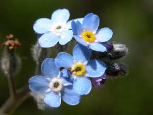 Myosotis sylvestris (click per ingrandire l'immagine)