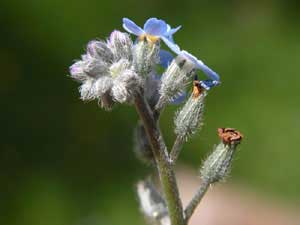 Myosotis sylvestris (click per ingrandire l'immagine)