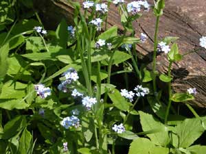 Myosotis sylvestris (click per ingrandire l'immagine)