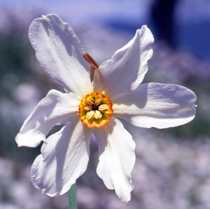 Narcissus poeticus (click per ingrandire l'immagine)