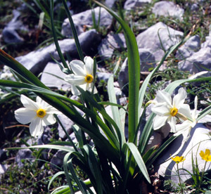 Narcissus poeticus (click per ingrandire l'immagine)