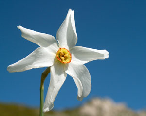 Narcissus poeticus (click per ingrandire l'immagine)