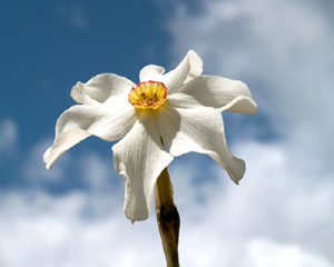 Narcissus poeticus (click per ingrandire l'immagine)