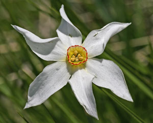 Narcissus poeticus (click per ingrandire l'immagine)