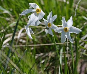 Narcissus poeticus (click per ingrandire l'immagine)