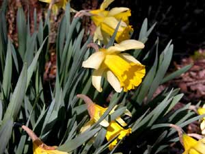 Narcissus pseudonarcissus (click per ingrandire l'immagine)