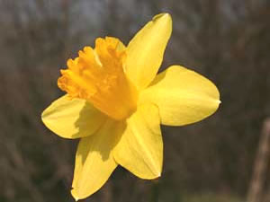 Narcissus pseudonarcissus (click per ingrandire l'immagine)