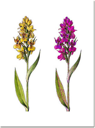 Orchis dactylorhiza sambucina