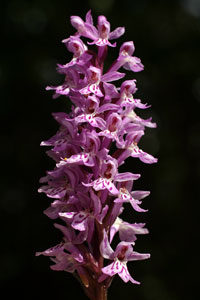 Orchis maculata (click per ingrandire l'immagine)