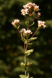 Origanum vulgare (click per ingrandire l'immagine)