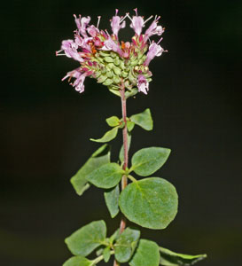 Origanum vulgare (click per ingrandire l'immagine)