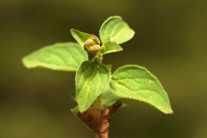 Origanum vulgare (click per ingrandire l'immagine)