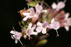 Origanum vulgare (click per ingrandire l'immagine)