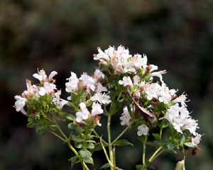 Origanum vulgare (click per ingrandire l'immagine)