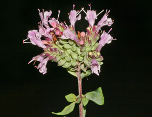 Origanum vulgare (click per ingrandire l'immagine)