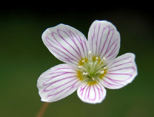 Oxalis acetosella (click per ingrandire l'immagine)