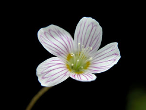 Oxalis acetosella (click per ingrandire l'immagine)