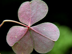 Oxalis acetosella (click per ingrandire l'immagine)