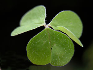 Oxalis acetosella (click per ingrandire l'immagine)