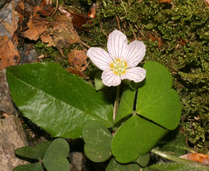 Oxalis acetosella (click per ingrandire l'immagine)