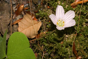 Oxalis acetosella (click per ingrandire l'immagine)