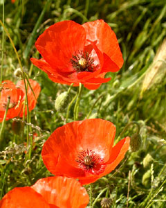 Papaver rhoeas (click per ingrandire l'immagine)