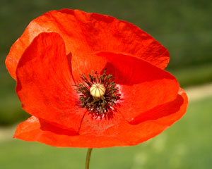 Papaver rhoeas (click per ingrandire l'immagine)