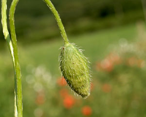 Papaver rhoeas (click per ingrandire l'immagine)