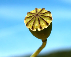 Papaver rhoeas (click per ingrandire l'immagine)