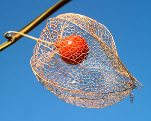 Physalis alkekengi (click per ingrandire l'immagine)