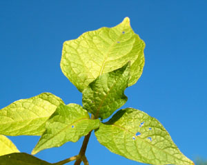 Physalis alkekengi (click per ingrandire l'immagine)